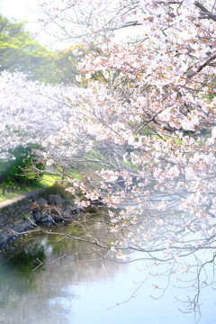 川辺の桜