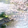 川辺の桜