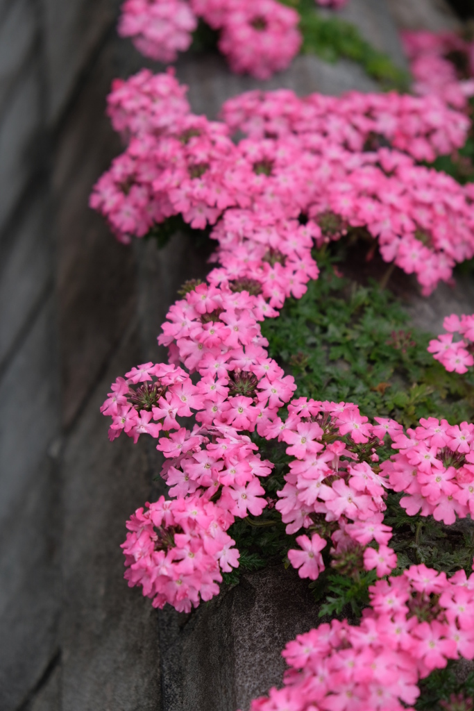 花の季節