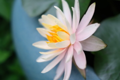 蓮花