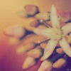 花月の花～色褪せない想い～