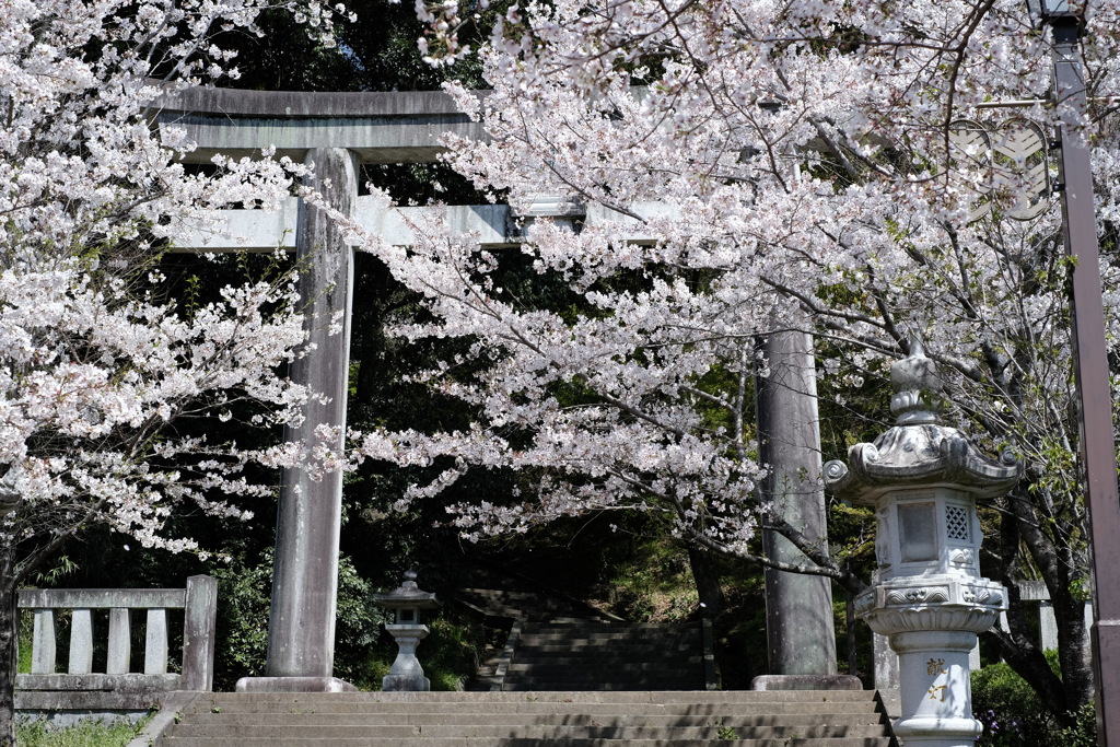 桜~神社にて