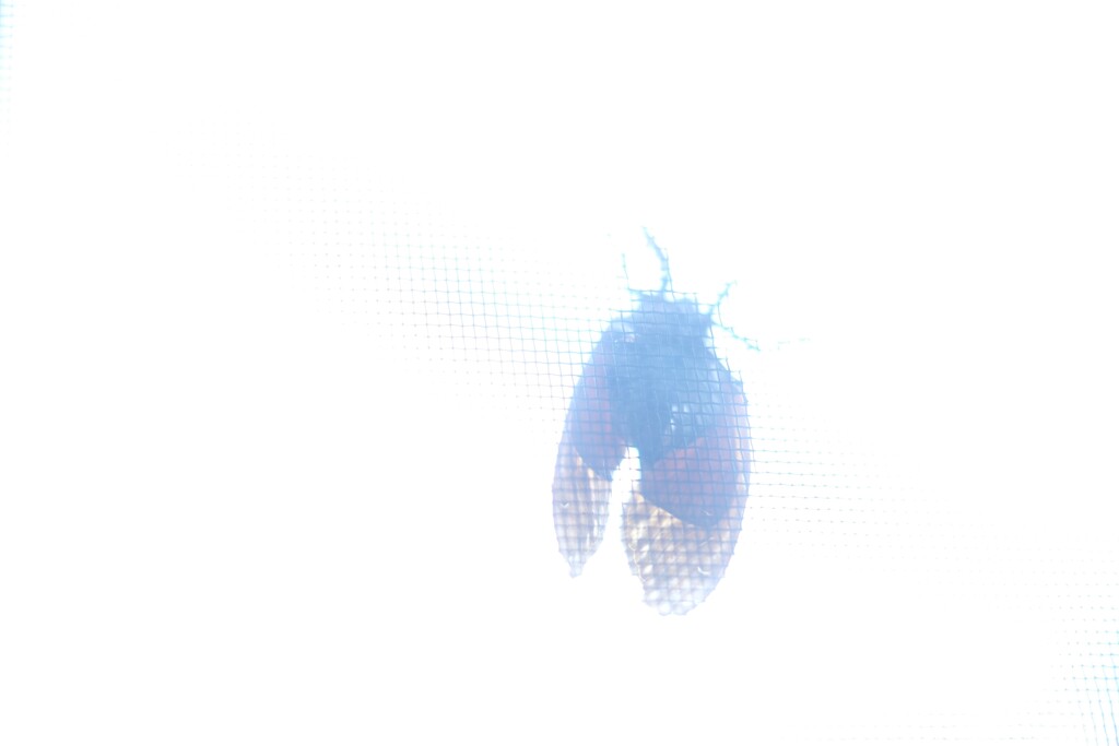 残像