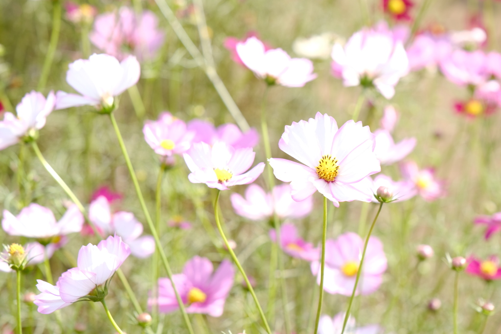 秋桜～2021.Oct