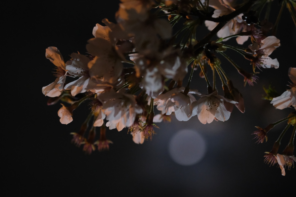 夜桜・シルエット
