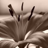 その花の色・・・