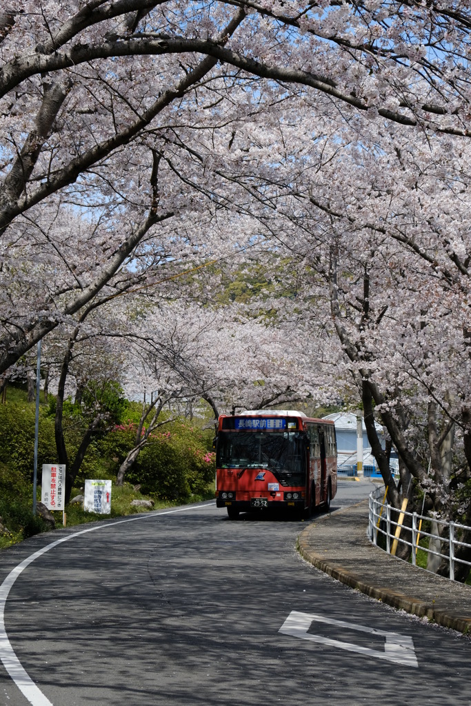 桜のトンネル