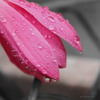 雨上がり