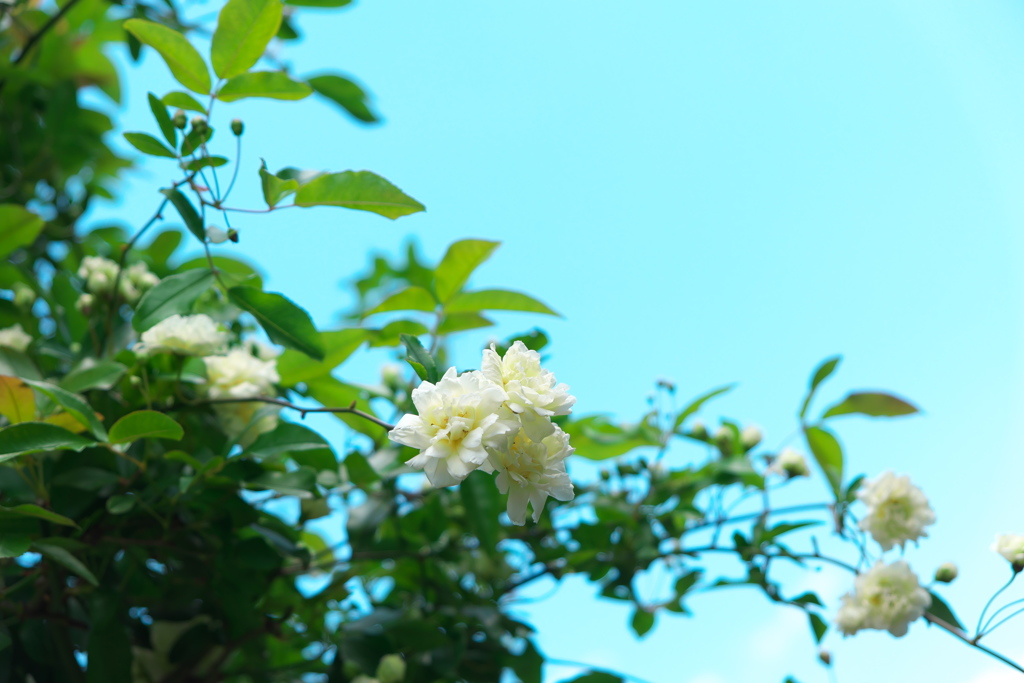花の季節