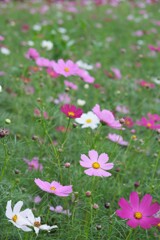 秋桜～２０１９