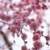 紅梅・光
