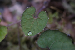 雨のあと