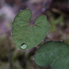 雨のあと