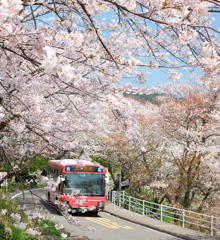 桜の中を