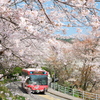 桜の中を