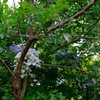 青い花飾り