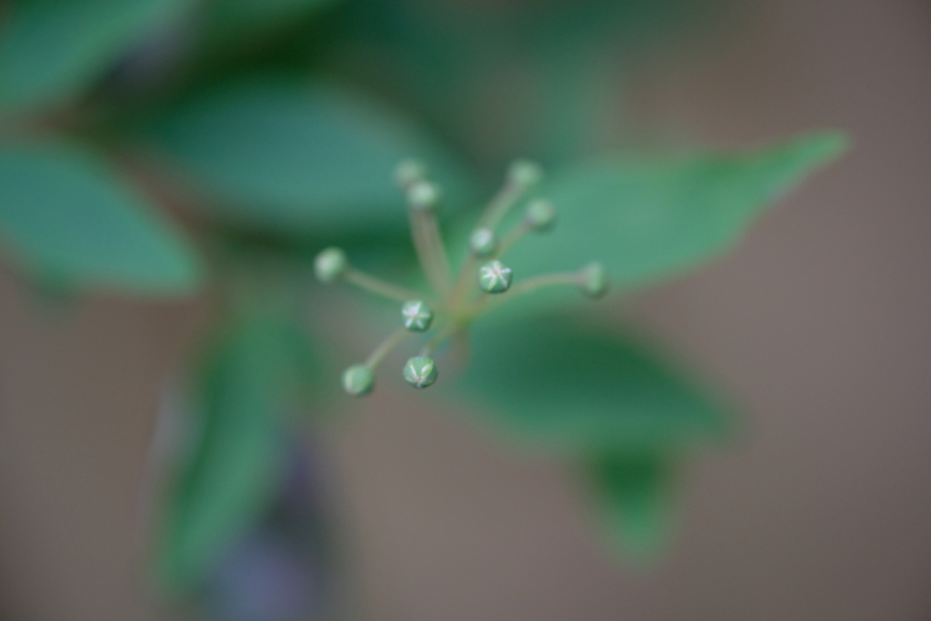 花～蕾