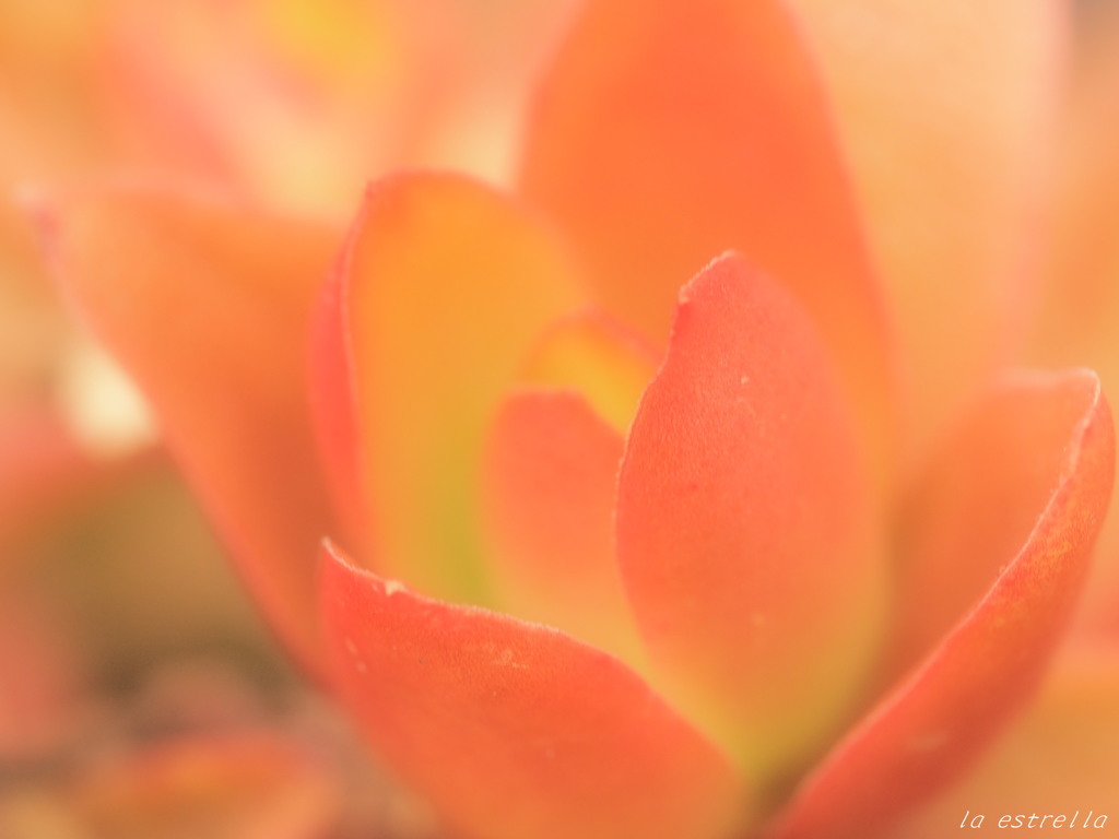 真冬の紅葉