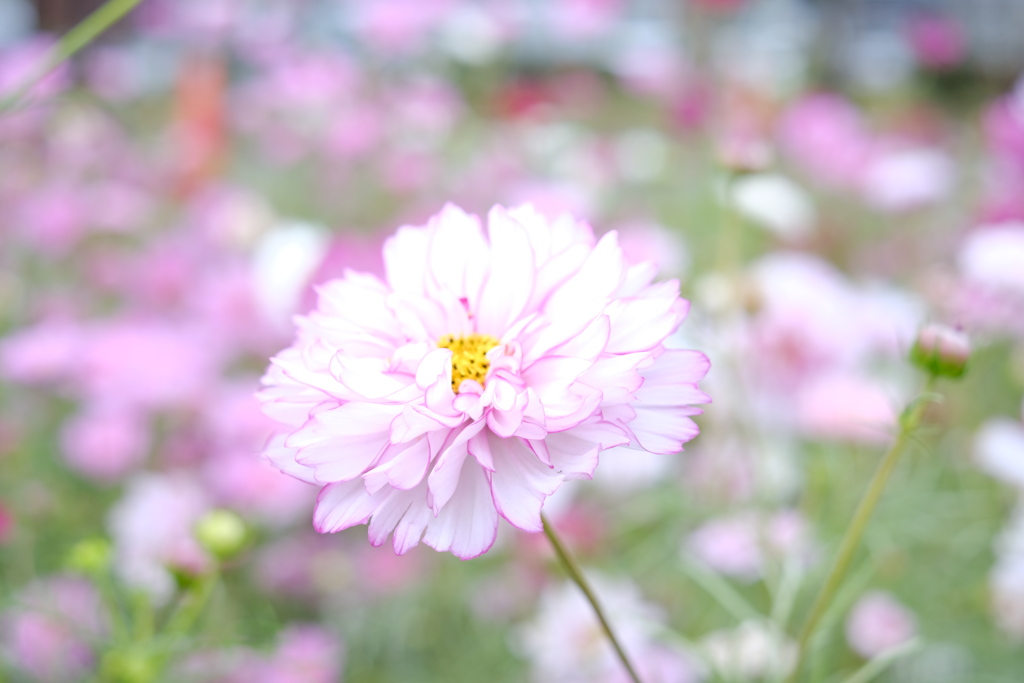 秋桜～2020