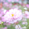 秋桜～2020