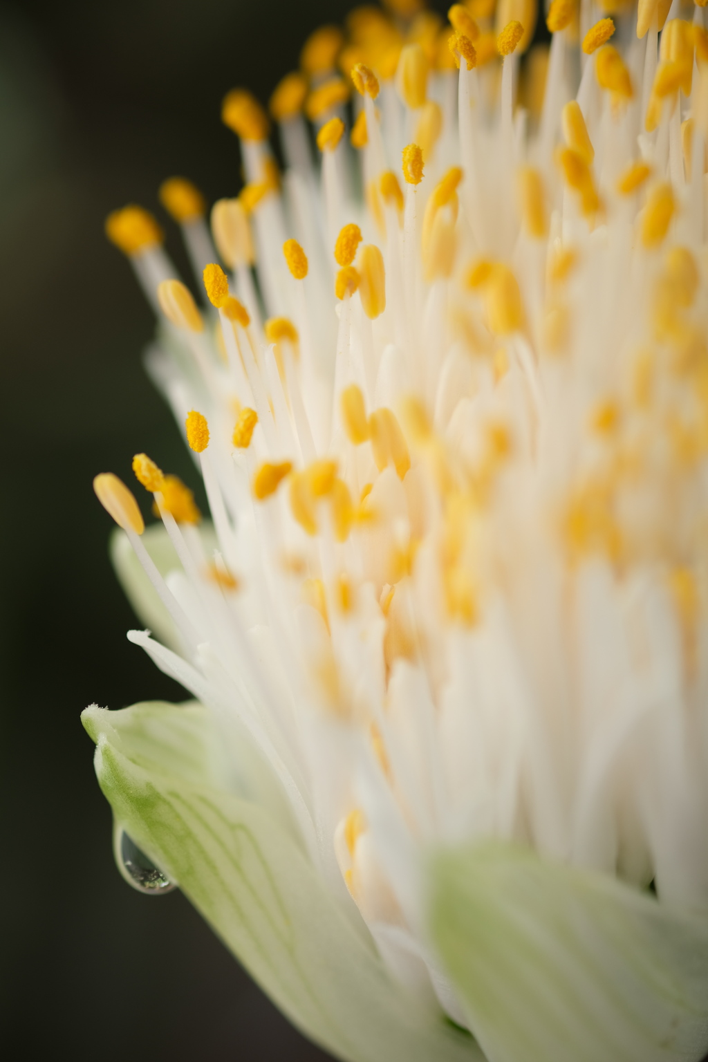 マユハケオモトの花