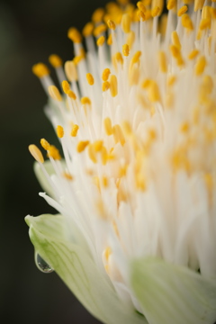 マユハケオモトの花