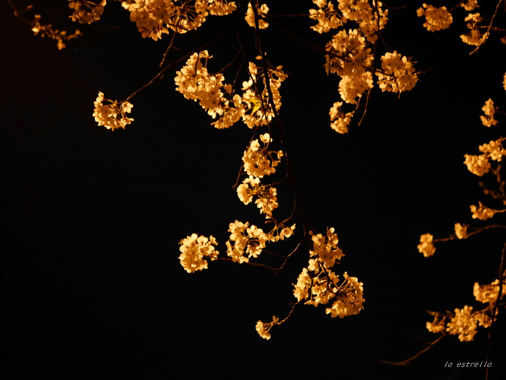 夜桜