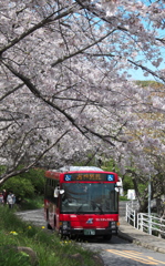 桜の下を走る