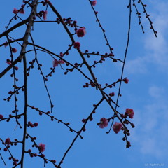 青空に　紅梅の咲く