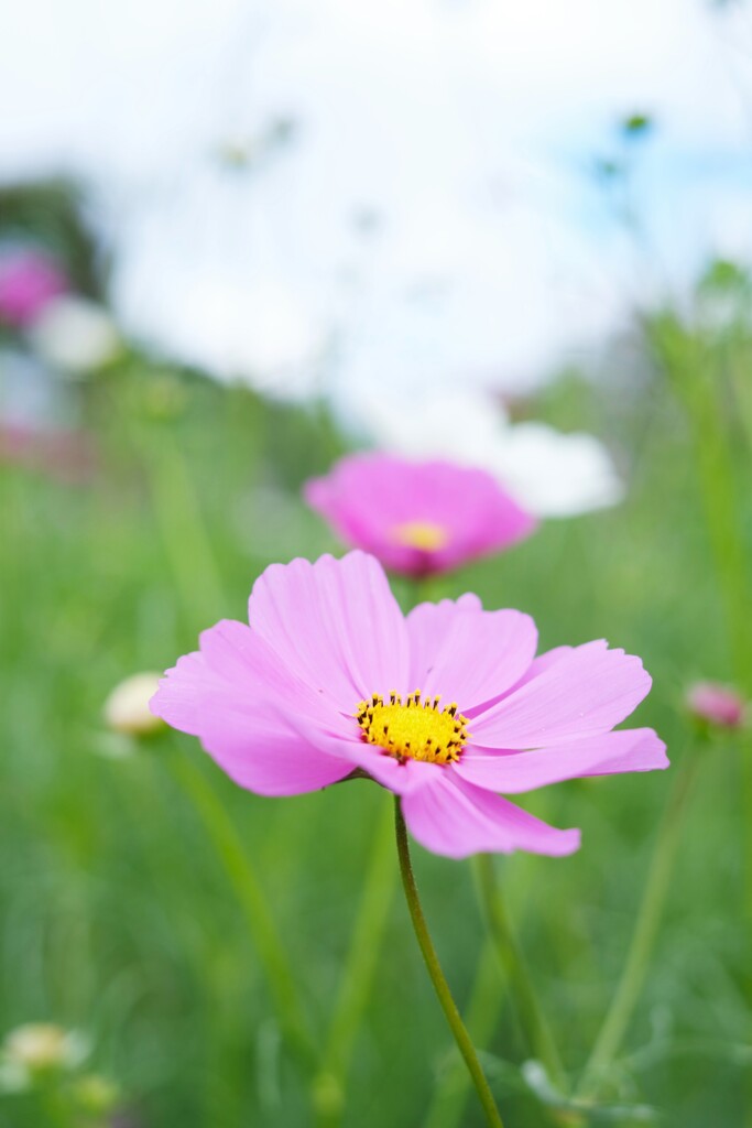秋桜～2020　その２