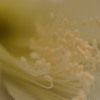 powder