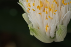 マユハケオモトの花～妖艶でさえあり・・
