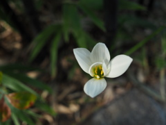 白い花