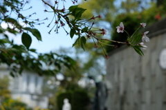 今年最後の桜・3