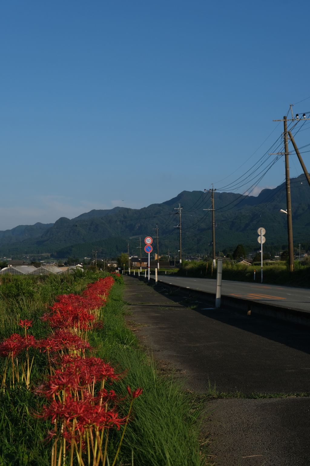 彼岸花～2021　咲く道・2