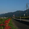 彼岸花～2021　咲く道・2