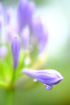 アガパンサス～雨上がり