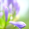 アガパンサス～雨上がり