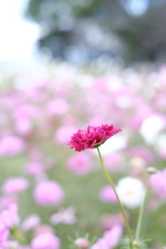 秋桜～2020