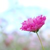 秋桜～2020