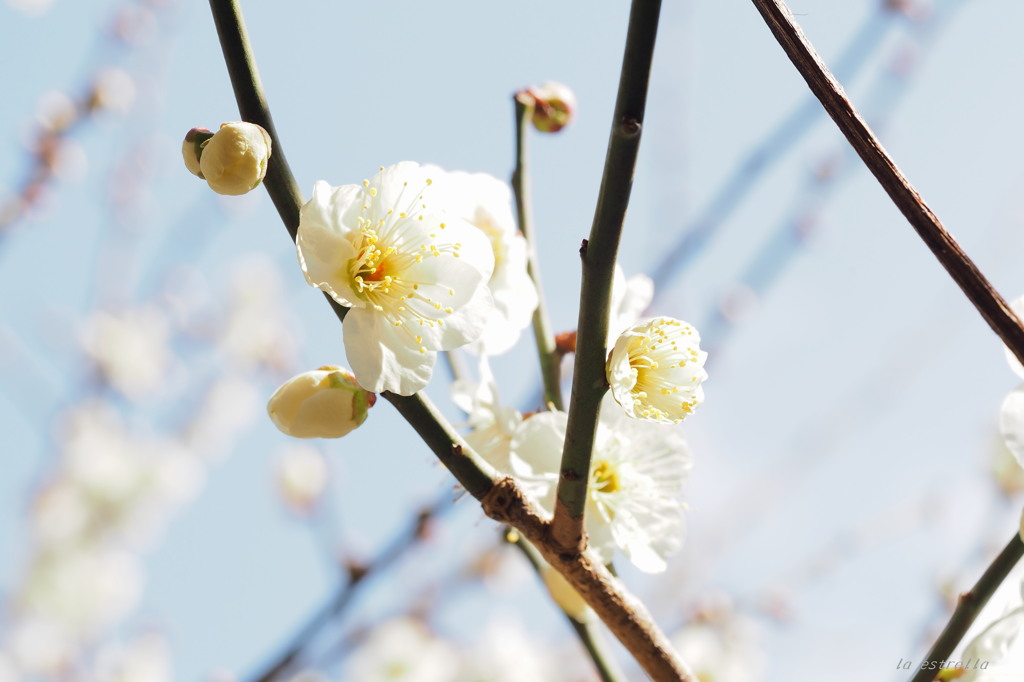 春の光に輝く