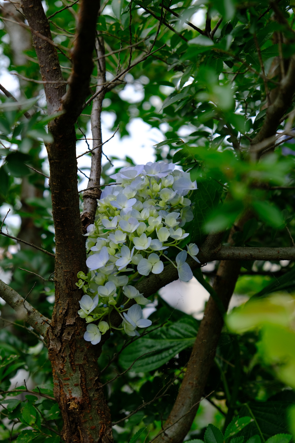 青い花飾り～2