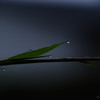 水の滴に光宿る 