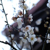 白梅