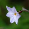 ひそやか
