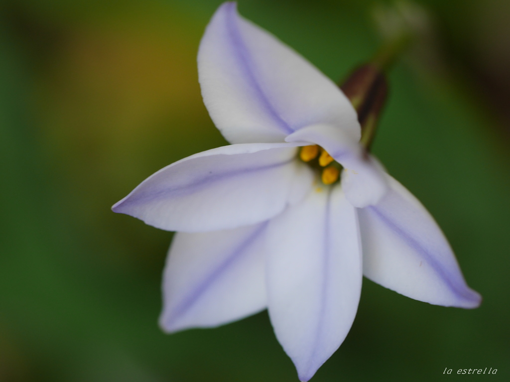 hananira~GM5～