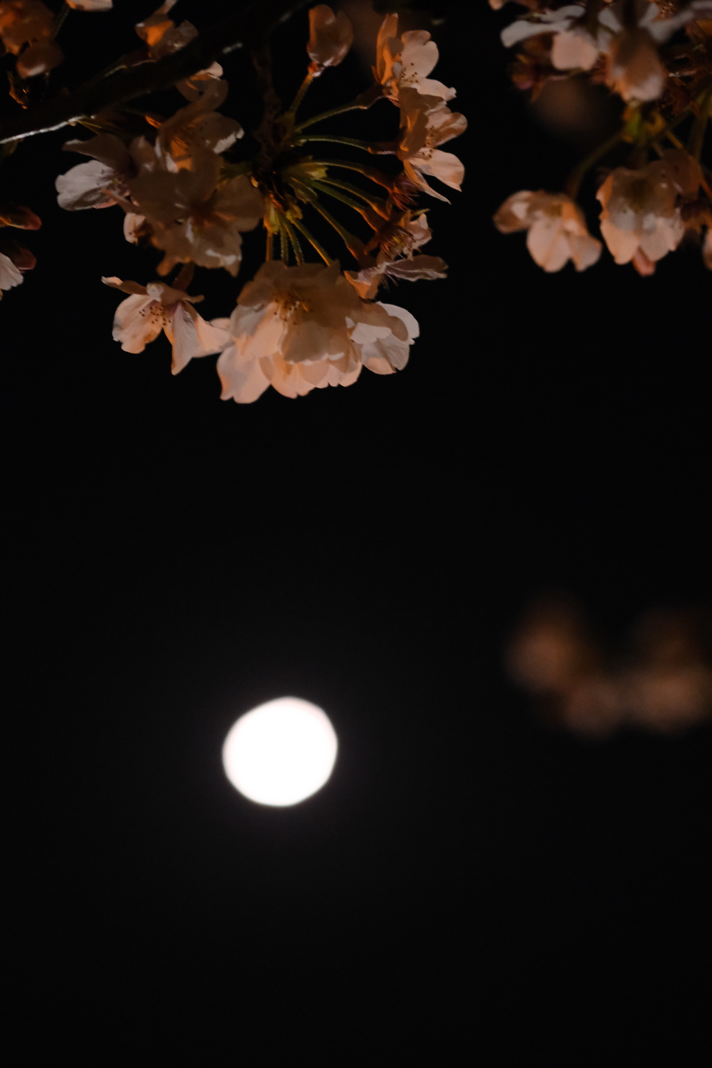 夜桜・うつむきがちに