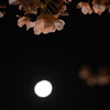 夜桜・うつむきがちに
