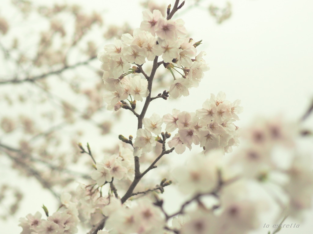 四月の空　桜の空