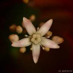 花月～星のような～